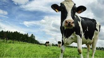 Indian Animals Cow New HD Image Photos