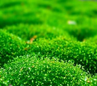 QHD Nature Wallpaper Htc Background