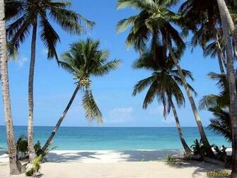 Beautiful Beach Background Palm Trees Galaxy Wallpaper 7ual Jpg