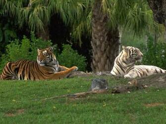 Best Bengal Tiger Pictures And Wallpaper