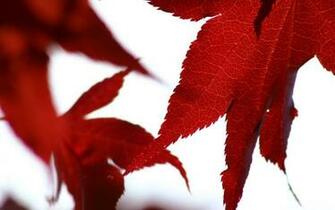 Black And White Wallpaper Red Leaves