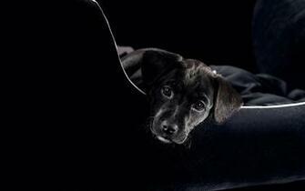 The Dog Puppy Black Muzzle Looks Sofa Widescreen High