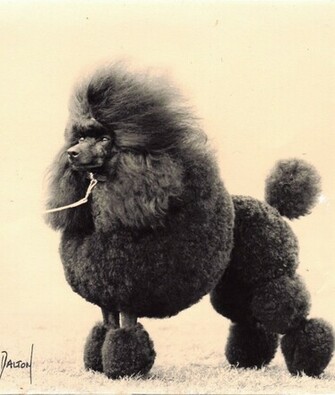 Poodle Dogs Wallpaper