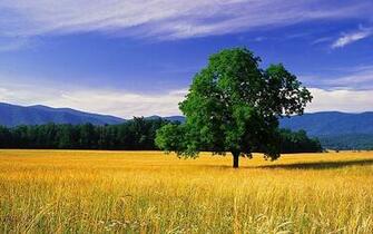 High Resolution Nature Wallpaper Desktop