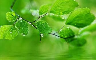 Beautiful Natural Image For Your Desktop