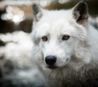 White Wolf Wallpaper Screensaver Pre Id