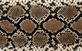 Image For Diamondback Rattlesnake Skin Pattern Snake
