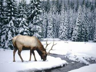 Winter Scenes Animal Wallpaper