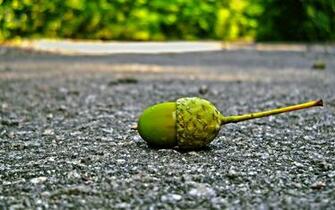 Acorn Wallpaper HD S