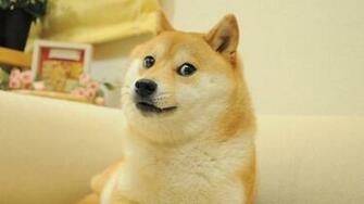 Doge Wallpaper