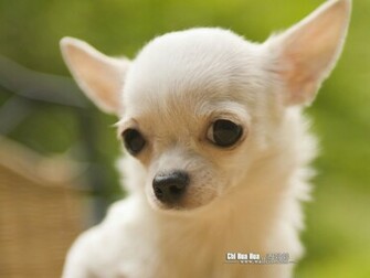 Chihuahua Puppy Wallpaper Pictures No