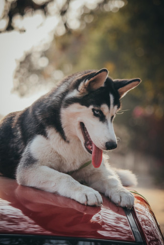 Husky 4k Pictures HD Image