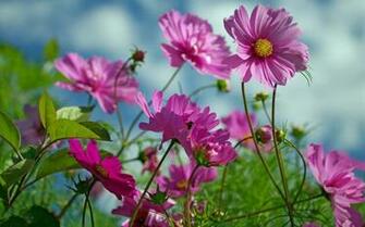 Pink Cosmos Flowers Wallpaper