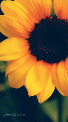 Plant Flower Top iPhone Wallpaper Part