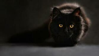 Black Cat Wallpaper HD