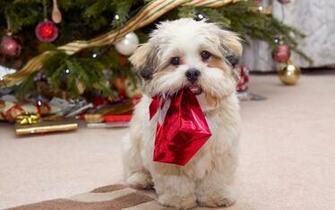 HD Wallpaper U Cute Puppy