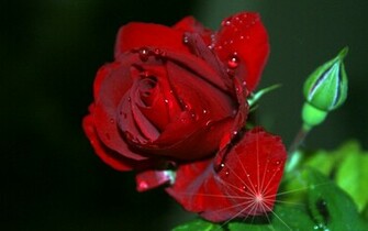 Pictures Of Wallpaper Photos Love Graphic Red Rose