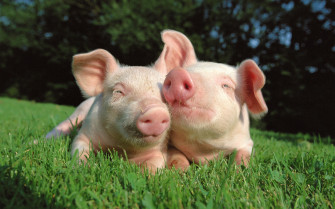 Baby Pig Wallpaper