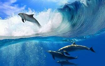 Playing Dolphins Desktop Wallpaper