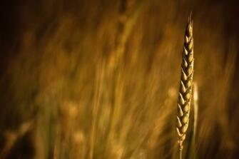 Grain Green Field Wallpaper