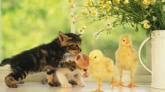 Cute Baby Kittens Wallpaper HD Cats Only