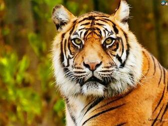 Tigers Wallpaper