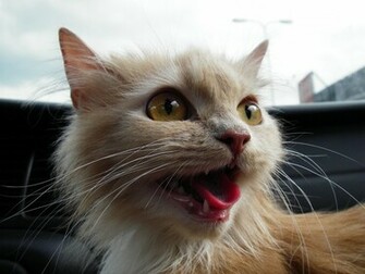 Wild Cat Wallpaper And Image Pictures Photos