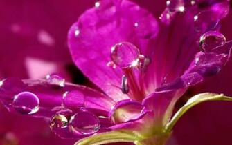 Flower Pink Water Drop Wallpaper