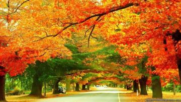 Street In Victoria Autumn Australia Wallpaper Photo Shared By