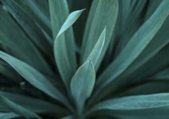 Agave Plant Leaves Background Photo Photospublic