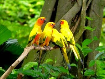 Activating Thoughts Beautiful Parrots Wallpaper