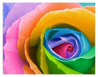 Roses Pictures Rainbow Wallpaper HD