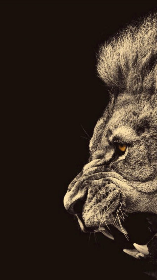 Lion Samsung Wallpaper On