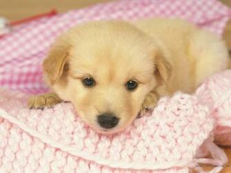 Similar Design Desktop Cute Puppy Wallpaper Dog And