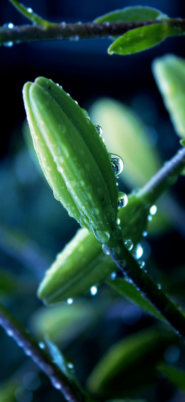 Flower Plant Macro Drops iPhone X Wallpaper