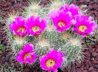 Cactus Flower Wallpaper Computer Beautiful Desktop