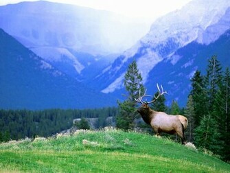 Elk Wallpaper Desktop DesktopBackground