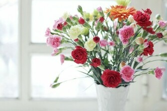 Flowers Different Vase Carnation Wallpaper Background