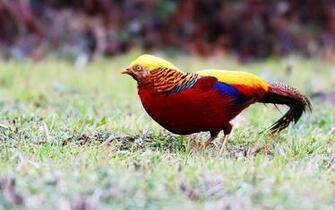 Golden Pheasant Computer Wallpaper Desktop Background
