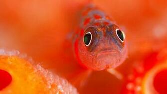 Dwarf Goby Wallpaperfool