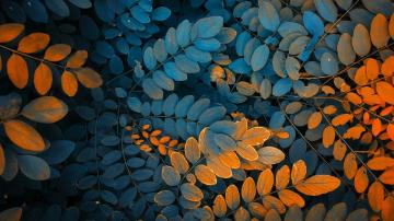 Leaf 4k Ultra HD Wallpaper Background Image