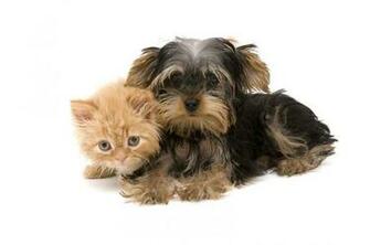 Kittens And Puppy Pics Cat Pictures