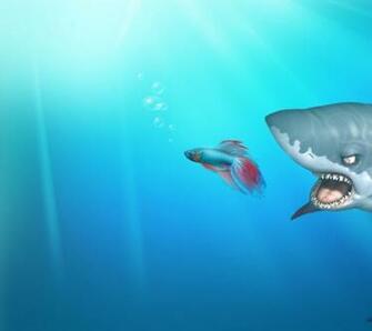 Goldfish Wallpaper Funny