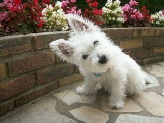 N S Os Cachorros No Jap O Ra As De Cachorro West Highland