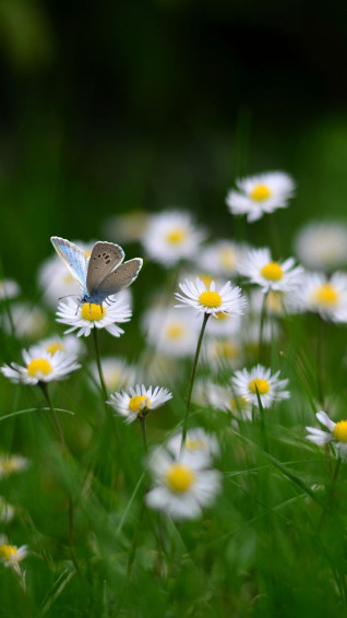 176406fa781a3ca2ed507edbebb89bd1 Wallpaper