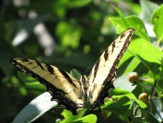 Papillon Wallpaper