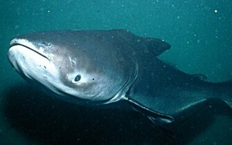 Catfish Pictures Cool Photos High Quality Wallpaper