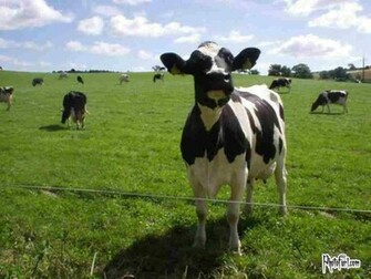 Cows Image Cow Wallpaper Photos