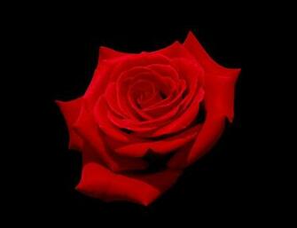 File Red Rose With Black Background Jpg
