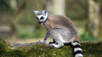 Lemur HD Desktop Wallpaper 7wallpaper Net